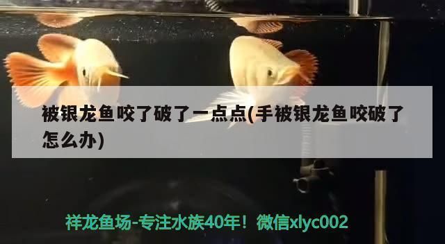 手指被龍魚咬流血了有事嗎vs祥龍魚場：手指被龍魚咬傷處理方法