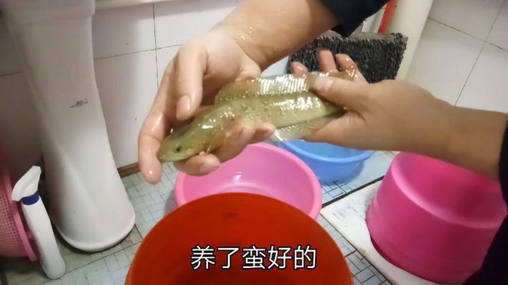 雷龍魚能與錦鯉養(yǎng)嗎：雷龍魚和錦鯉可以混養(yǎng) 龍魚百科 第3張