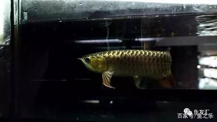 龍魚喂飼料到底好不好vs祥龍魚場：祥龍魚場飼料評價龍魚飼料與活餌區(qū)別 vs祥龍魚場 第1張