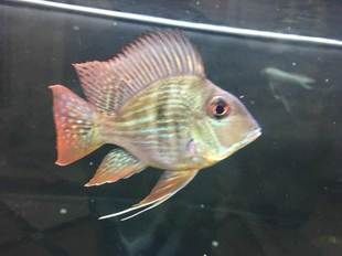 昆明進(jìn)口元寶鳳凰魚：昆明寵物市場元寶鳳凰魚 龍魚百科 第2張