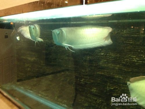 龍魚喂飼料可以嗎vs祥龍魚場：龍魚可以喂食魚飼料嗎