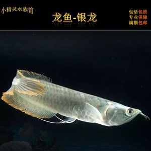 龍魚(yú)緊張趴缸如何緩解：龍魚(yú)為什么會(huì)趴缸？ 水族問(wèn)答 第1張