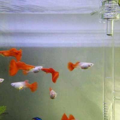 龍魚進缸幾天可以喂食：如何正確的喂養(yǎng)龍魚？ 水族問答