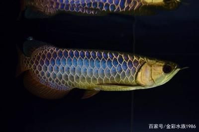 藍(lán)底金龍魚發(fā)色過程圖：藍(lán)底金龍魚發(fā)色過程