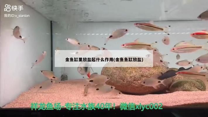 養(yǎng)金龍魚需要下鹽嗎vs祥龍魚場：養(yǎng)金龍魚時是否需要下鹽