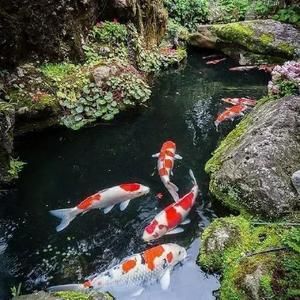 胡姬花屬于金龍魚嗎：益海嘉里金龍魚糧油食品股份有限公司胡姬花和金龍魚上市 龍魚百科 第1張