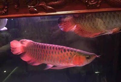 龍魚經常撞缸：龍魚為什么會經常撞缸？ 水族問答