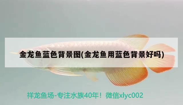 金龍魚用藍(lán)色背景好嗎：不同階段金龍魚使用藍(lán)色背景的詳細(xì)分析 龍魚百科 第3張