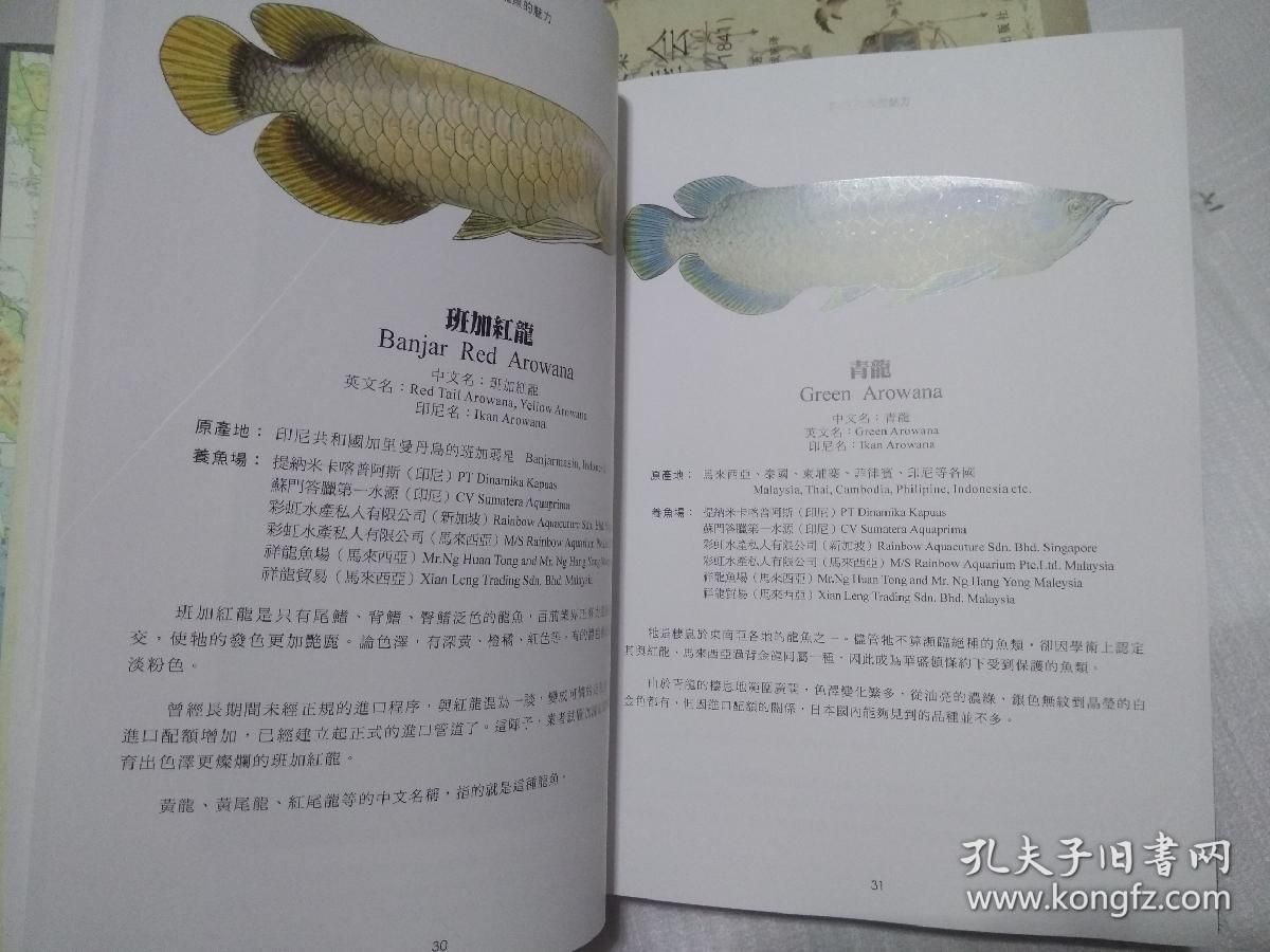 龍魚開口了應(yīng)該就沒問題了吧英文 龍魚百科 第2張