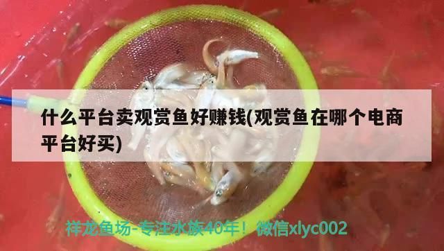 龍魚怎么賣出去賺錢：龍魚展會(huì)參展攻略 龍魚百科 第2張