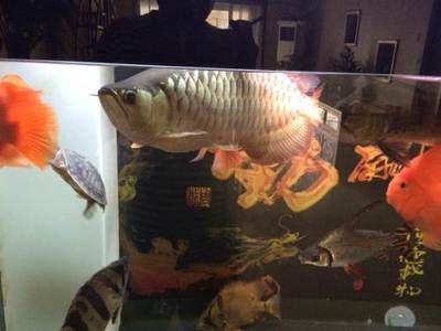 龍魚怎么賣出去賺錢：龍魚展會參展攻略 龍魚百科 第5張