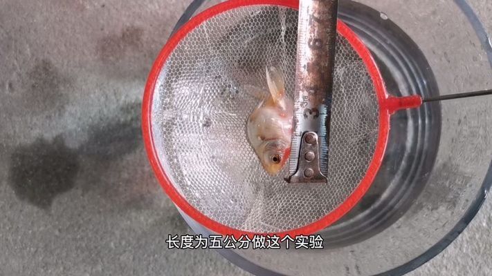 金龍魚(yú)停電多久缺氧：金龍魚(yú)在停電情況下通常需要2小時(shí)左右才能缺氧死亡 龍魚(yú)百科 第5張