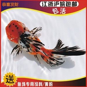 龍魚拒食一個(gè)月突然死亡原因：為什么龍魚在拒食一個(gè)月后才死亡？ 水族問(wèn)答 第1張