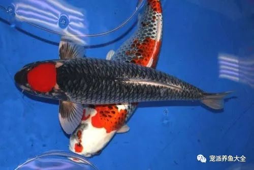 龍魚(yú)嚼了吐：龍魚(yú)為什么要吃？ 水族問(wèn)答 第2張