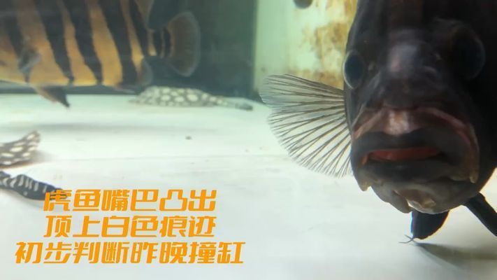 龍魚下巴脫臼怎么辦vs祥龍魚場：祥龍魚場的龍魚養(yǎng)護(hù)技巧 vs祥龍魚場 第1張