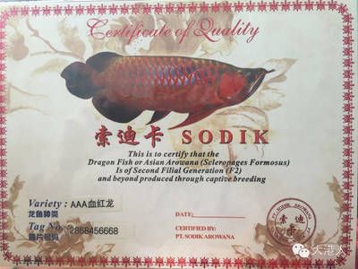 龍魚芯片號碼900什么意思：龍魚芯片信息如何查詢，龍魚芯片對價格的影響 龍魚百科 第4張