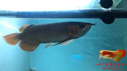 孟吉爾龍魚查詢系統(tǒng)：孟吉爾紅龍魚查詢系統(tǒng) 龍魚百科 第5張