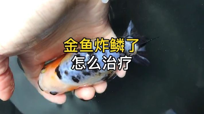 金龍魚炸鱗怎么回事：金龍魚炸鱗現(xiàn)象解析 龍魚百科 第4張