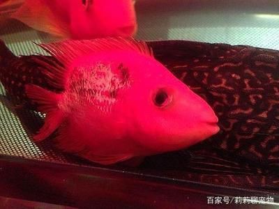 雷龍魚鰭部發(fā)炎的治療方法：雷龍魚鰭部發(fā)炎怎么辦 龍魚百科 第4張