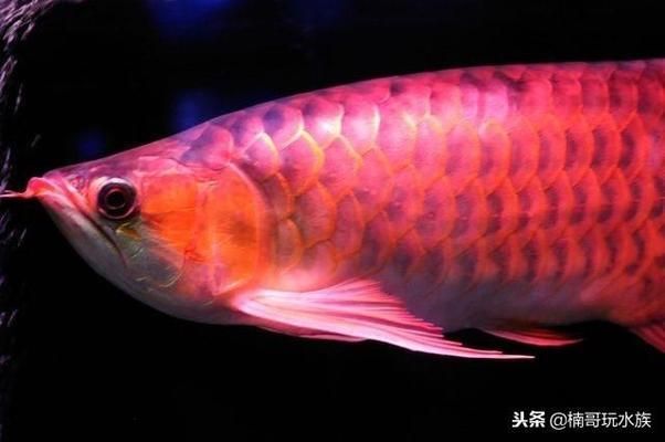 什么品種紅龍魚最貴的魚：特種血紅龍魚、大紅龍魚、橙紅龍魚、橙紅龍魚、橙紅龍魚的區(qū)別 龍魚百科 第5張