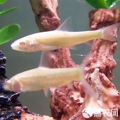 龍魚苗批發(fā)哪里便宜些：尋找便宜的龍魚苗批發(fā)地點可以考慮以下幾個選項 龍魚百科 第5張