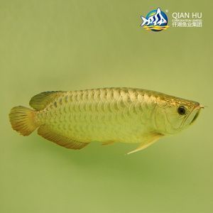 金龍魚產(chǎn)品是哪個(gè)國(guó)家的品牌?。航瘕堲~品牌是中國(guó)的品牌嗎