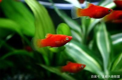 龍魚開缸養(yǎng)水要多久換水：龍魚開缸養(yǎng)水技術(shù) 水族問答