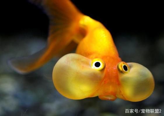 金龍魚(yú)怎么變金色了：金龍魚(yú)變色期的飼養(yǎng)要點(diǎn) 龍魚(yú)百科 第4張