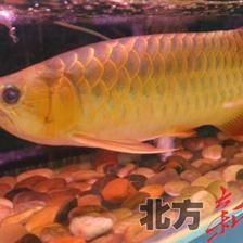 呼和浩特金龍魚加工廠地址電話：呼和浩特金龍魚加工廠地址和電話 龍魚百科 第4張