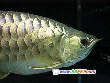 好的金龍魚的品相圖片：金龍魚品相鑒定標(biāo)準(zhǔn) 龍魚百科 第1張