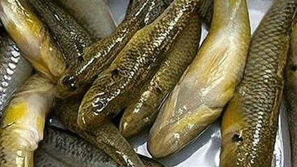 龍魚喂什么魚好吃：如何選擇龍魚飼料的品牌 龍魚百科 第1張