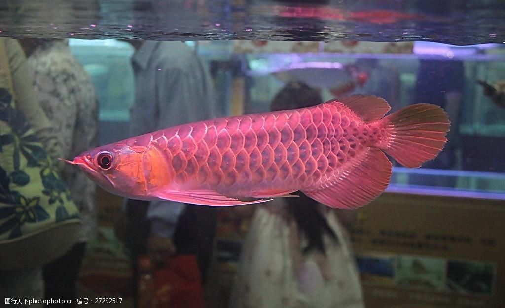 烏魯木齊紅龍魚(yú)：烏魯木齊紅龍魚(yú)最佳飼養(yǎng)水溫，紅龍魚(yú)飼養(yǎng)常見(jiàn)誤區(qū) 龍魚(yú)百科 第3張