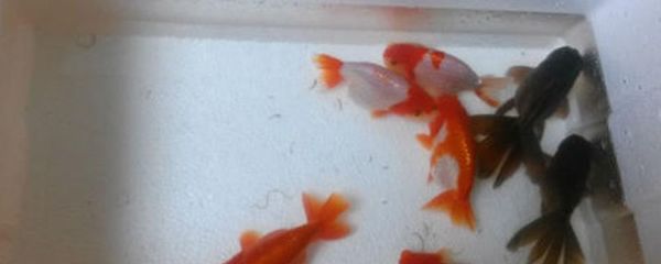 龍魚可不可以吃泥螺：龍魚可以吃泥螺嗎？ 水族問(wèn)答 第2張