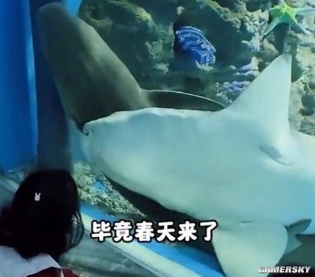 龍魚可以吃冰凍蝦嗎：用龍魚可以吃冰凍蝦嗎？ 水族問答 第1張