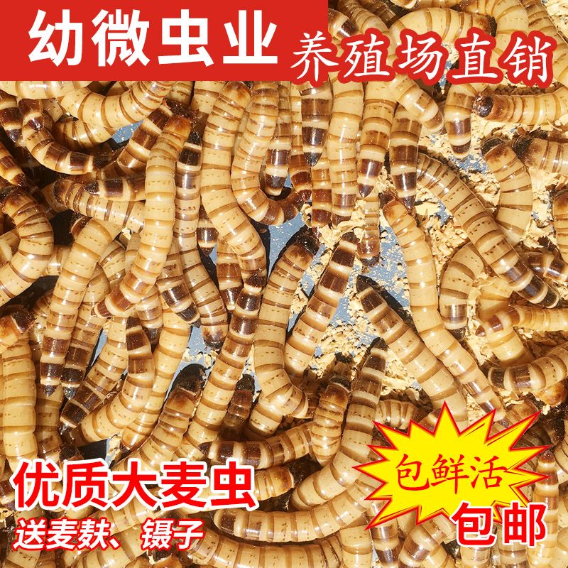 龍魚可以一直吃面包蟲嗎：長期單一喂食可能導(dǎo)致龍魚營養(yǎng)不均衡，但長期單一喂食可能導(dǎo)致營養(yǎng)不均衡 龍魚百科 第4張