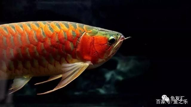 龍魚改口吃飼料：如何讓龍魚改口吃人工飼料 龍魚百科 第4張