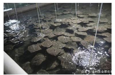 龍魚可以吃錦鯉飼料嗎：龍魚的食性與錦鯉相比有哪些差異？ 水族問答 第1張