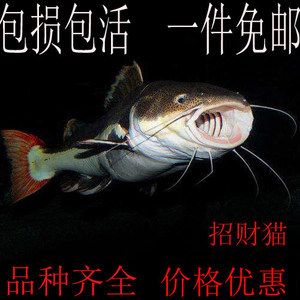 龍魚(yú)配招財(cái)貓：如何選擇適合混養(yǎng)的招財(cái)貓魚(yú) 龍魚(yú)百科 第1張