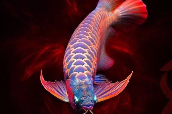 龍魚能吃蜈蚣嗎？：龍魚可以吃蜈蚣嗎 龍魚百科 第2張