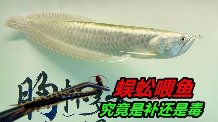 龍魚能吃蜈蚣嗎？：龍魚可以吃蜈蚣嗎 龍魚百科 第4張