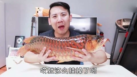 紅龍魚(yú)只吃活魚(yú)不吃蝦：如何判斷紅龍魚(yú)是否健康