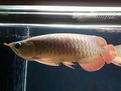 龍魚可以多久不換水：用龍魚多久不換水才安全？ 水族問答 第2張