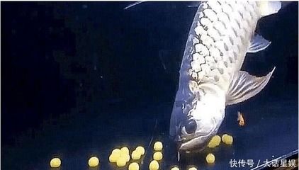 兩條金龍魚：養(yǎng)殖兩條金龍魚需要注意什么？ 龍魚百科 第2張