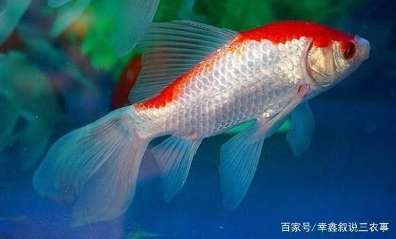 金龍魚喂草金好不好：如何安全處理草金魚，金龍魚健康飲食指南 龍魚百科 第5張