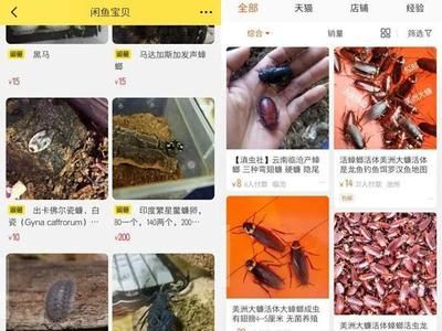 龍魚得病死了有什么預(yù)兆嗎視頻播放：龍魚得病死亡前可能會(huì)出現(xiàn)一系列預(yù)兆龍魚死亡的預(yù)兆