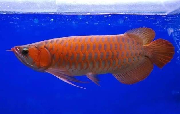 龍魚(yú)突然暴斃怎么回事：龍魚(yú)暴斃的原因