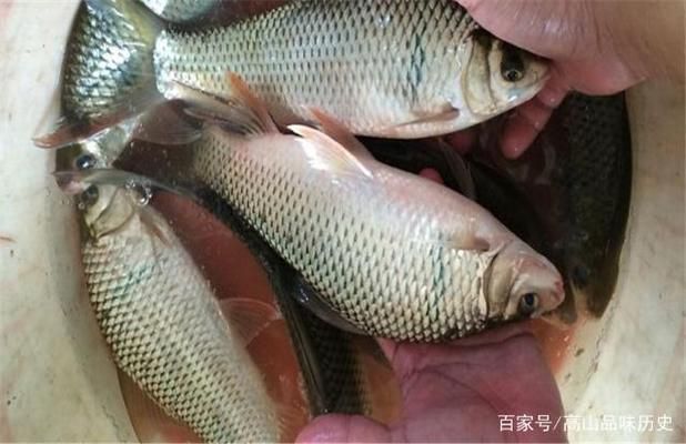 龍魚可以和鸚鵡混養(yǎng)嗎：龍魚和鸚鵡混養(yǎng)的注意事項 水族問答