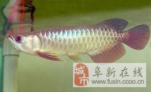 金龍魚阜新總代理：如何成為金龍魚的地區(qū)代理 龍魚百科 第1張