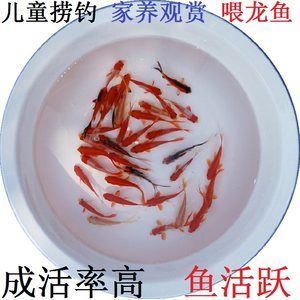 龍魚吃金魚飼料嗎會死嗎：龍魚吃金魚飼料會死亡嗎 龍魚百科 第1張