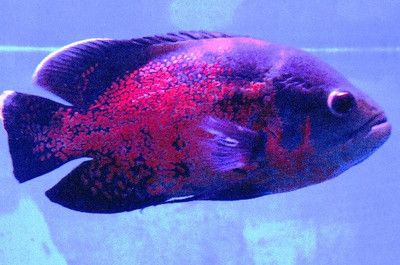 龍魚吃金魚飼料嗎會死嗎：龍魚吃金魚飼料會死亡嗎 龍魚百科 第4張